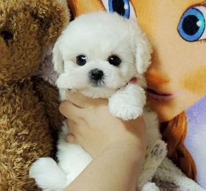 Realistic Teddy Dog Lucky | Plush Puppy